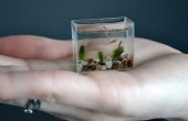 smallest aquarium3