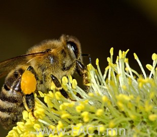 bees-18192_640