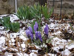 a921104874417acoriginal