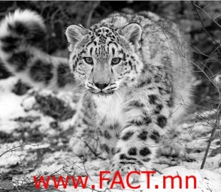 Snow-Leopard1