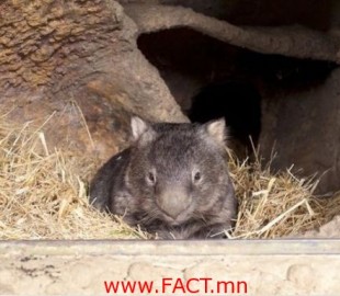 The Oldest Living Wombat in the World