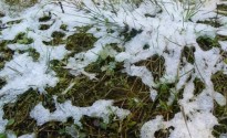 Snow-Grass