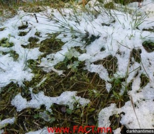 Snow-Grass