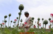 Poppy buds on the outskirts of Nangarhar