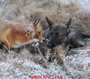 fox-n-dog_1