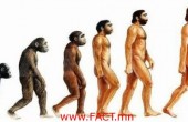 human_evolution