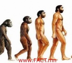 human_evolution