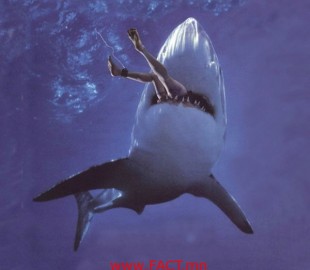 shark-attack1