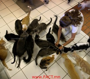 Hungry-Cats-at-Ocean-Reef