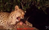 Leopard-Kills-Baboon-Discovers-Baby-Protects-Amazing-Video-Nature-Animals