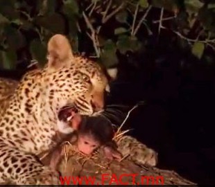 Leopard-Kills-Baboon-Discovers-Baby-Protects-Amazing-Video-Nature-Animals