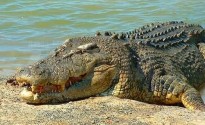 australian-saltwater-crocodile01