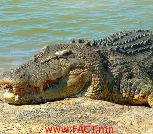 australian-saltwater-crocodile01