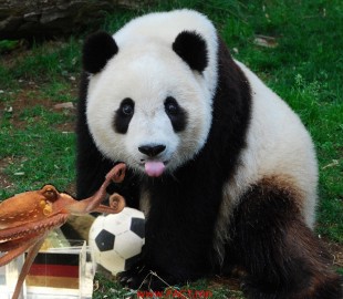 панда наймаалж