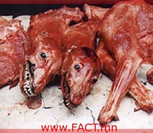 dog-meat-22