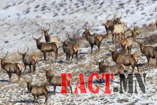 527-1355894688kiwi-middle