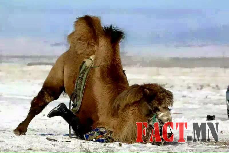 12654613_989430861104757_4308557401474861423_n