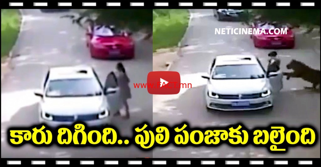 Tiger-attacks-and-kills-woman-at-safari-park-in-China