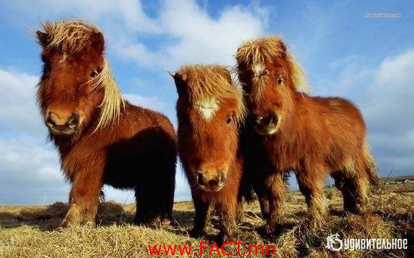 17425166_391867131193033_4546518790800698324_n