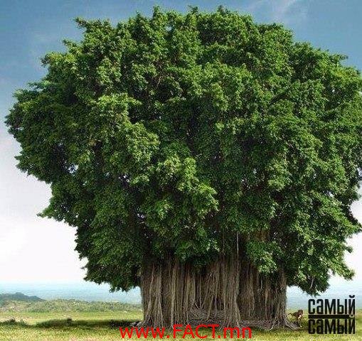 17458288_392285221151224_3891888263061552370_n