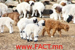 olloo_mn_1461114298_tul1