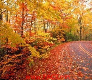 fall-road_500x500