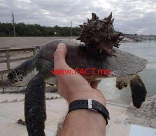 1456895991_turtle-found-with-large-murex-hitchhiker-on-back