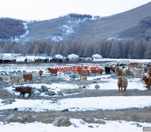 winter-images-of-mongolian-wilderness-12__880