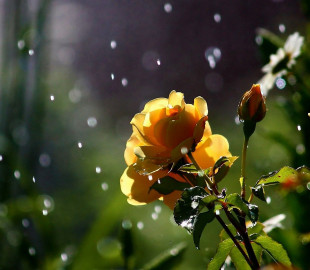 Nature-Rain-Flowers