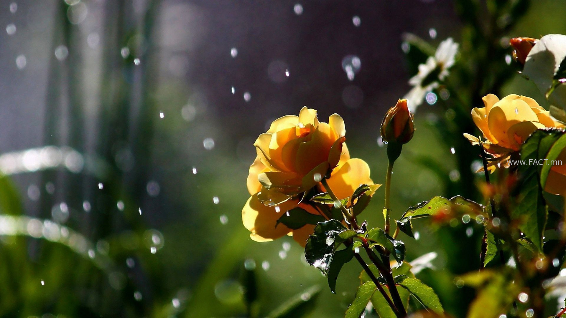 Nature-Rain-Flowers