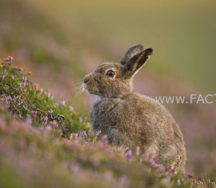 Mountain hare (Lepus timidus) in summer pelage amongst heather, Cairngorms National Park