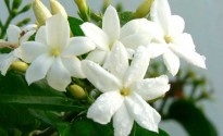 Jasmin