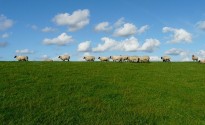 sheep-57706_640