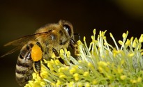 bees-18192_640