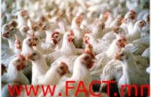 poultry_big-300x201