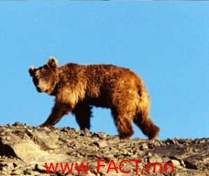 mazaalai_0404-middle