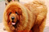 Red Tibetan Mastiff Dog Hong Dong maybe most expensive Dog in the World