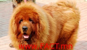 Red Tibetan Mastiff Dog Hong Dong maybe most expensive Dog in the World