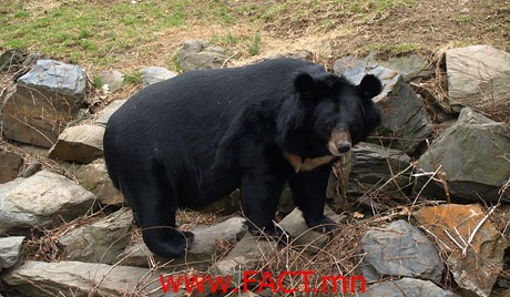 Орос улсын Алс-дорнодод гималайн баавгай онгоцны үйлдвэр дээр очижээ