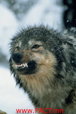 4522971.JPG.300x0_q85_crop_upscale