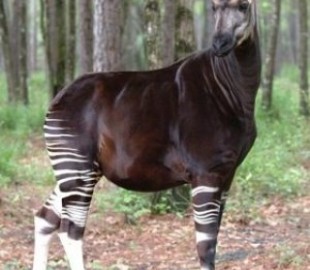 55a06470ff1b8759ecbdd41cd45787d1_L