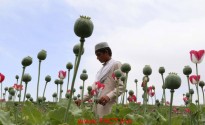 Poppy buds on the outskirts of Nangarhar