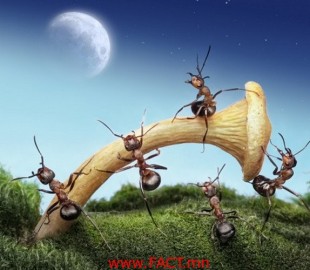 671cabce9800ac8original