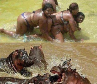 1800228_476183852503397_236515908_n