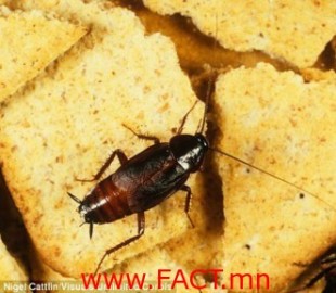 cockroach_500x500