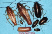 german_roach_stages