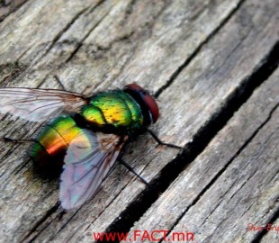 Fly_by_Shine_Brightly