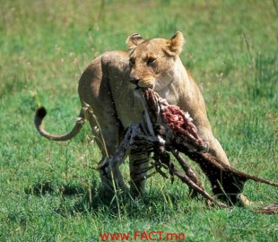 Lionessoffwithakill