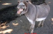 donkey1