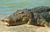australian-saltwater-crocodile01